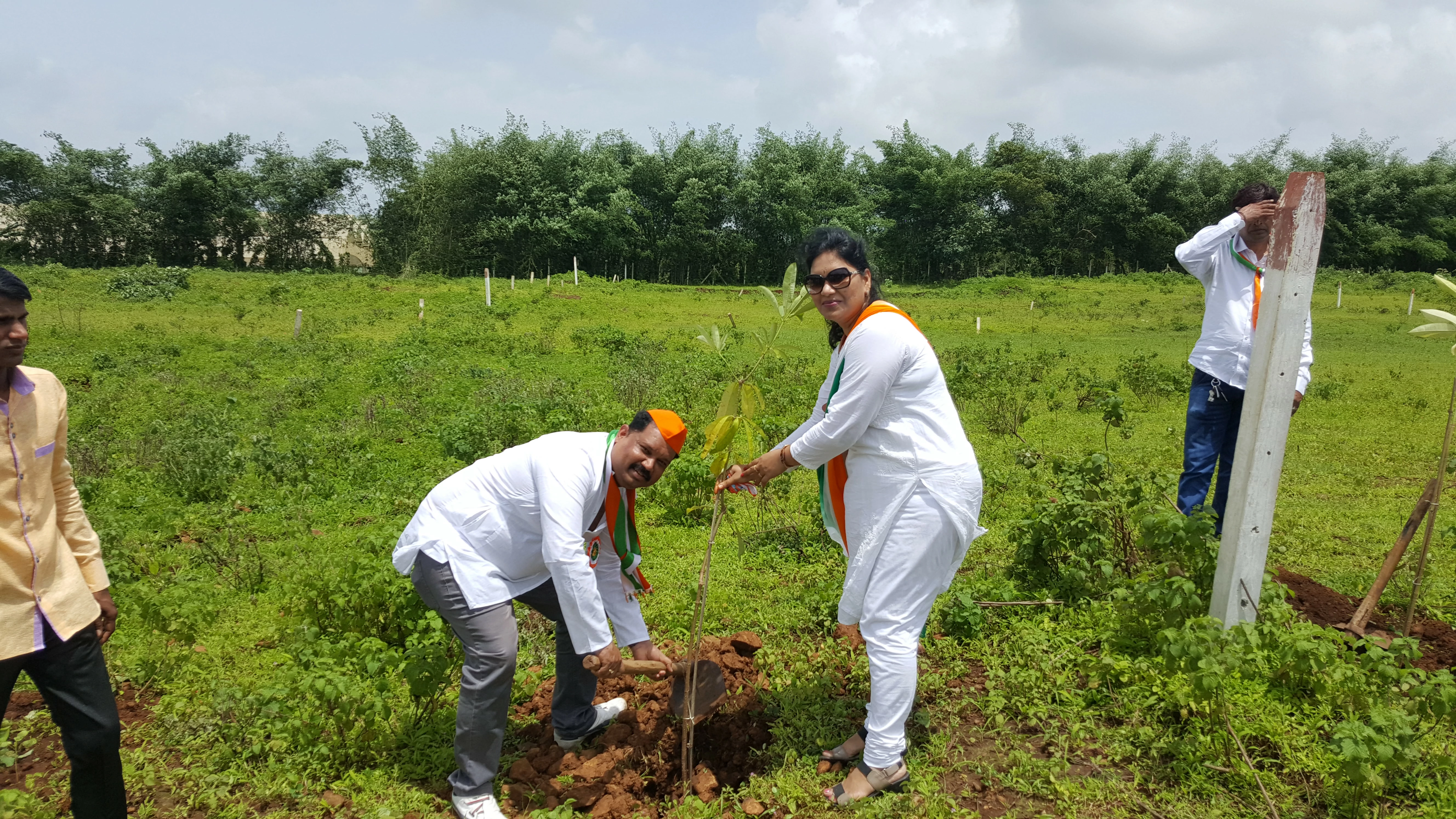 Tree Plantation